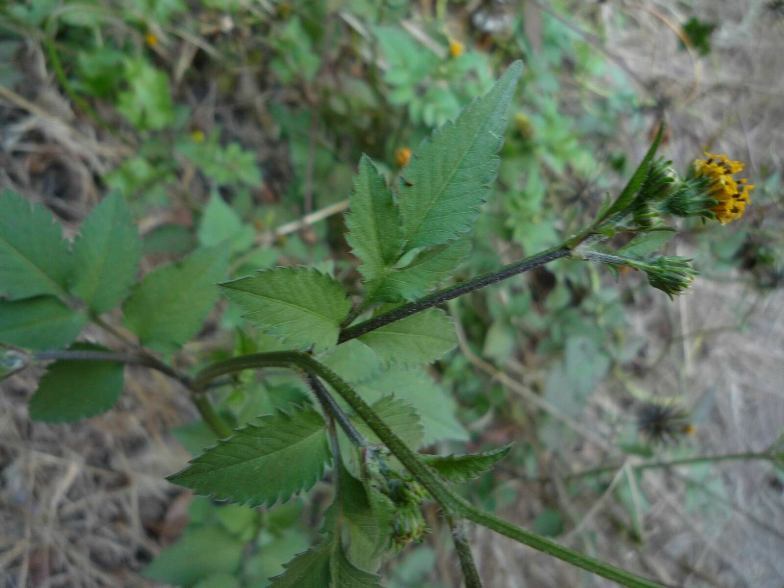 High Resolution Bidens pilosa Plant